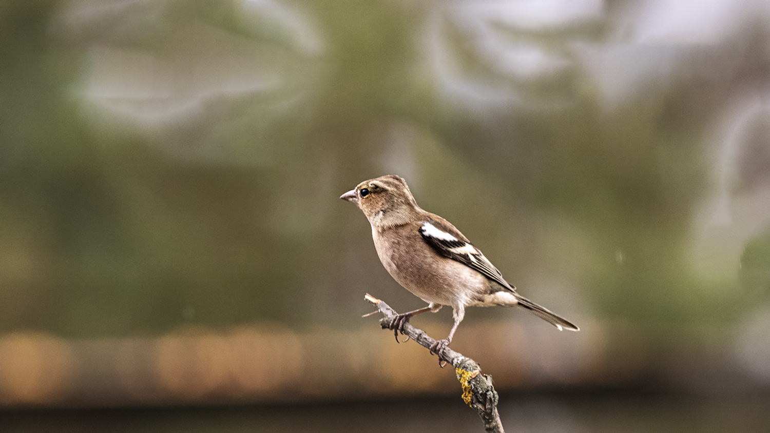 Common Chaffinch